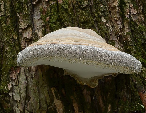 práchnovček pásikavý Fomitopsis pinicola (Sw.) P. Karst.