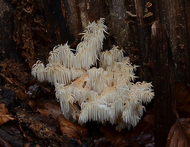 koralovec bukový Hericium coralloides (Scop.) Pers.