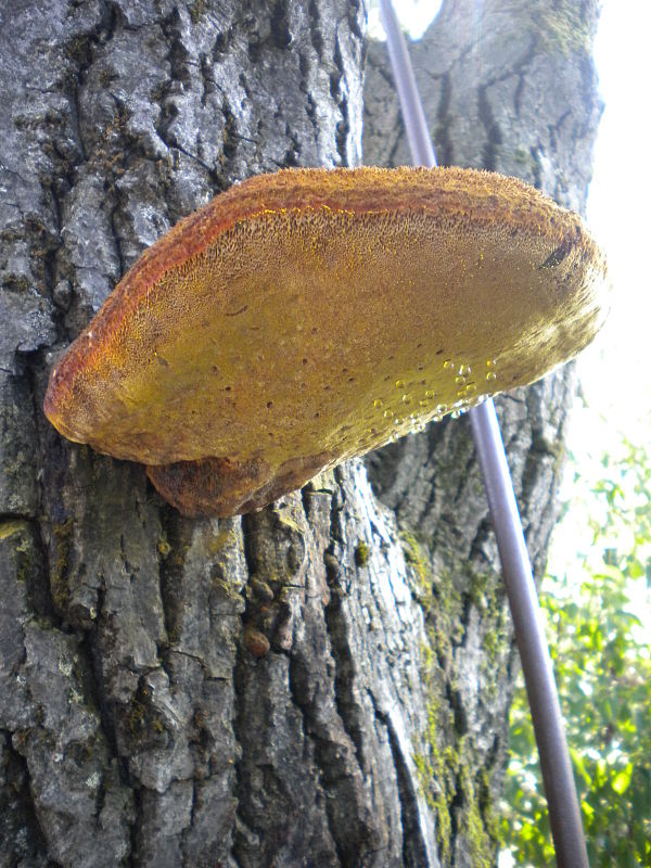 ryšavec srstnatý Inonotus hispidus (Bull.) P. Karst.