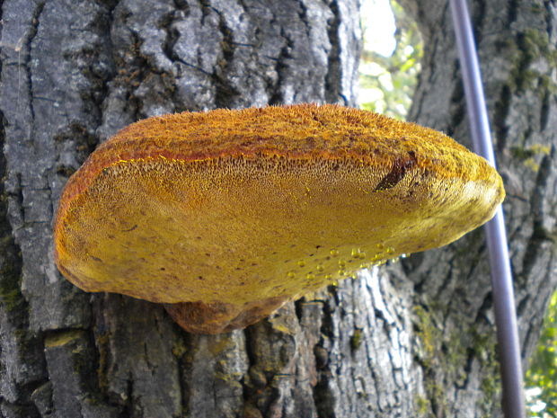 ryšavec srstnatý Inonotus hispidus (Bull.) P. Karst.