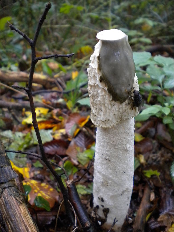 hadovka smradľavá Phallus impudicus L.