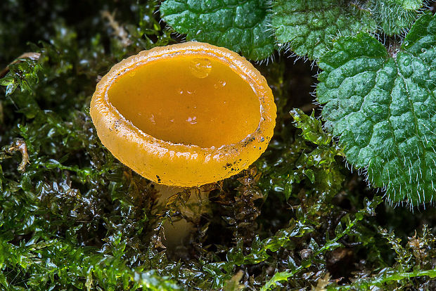 ohnivec rakúsky žltý Sarcoscypha austriaca var. lutea Ruini & Ruedl