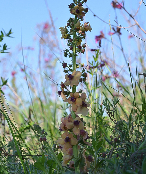 divozel tmavočervený Verbascum phoeniceum L.