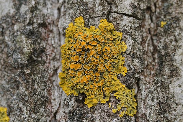 diskovník múrový Xanthoria parietina var. parietina