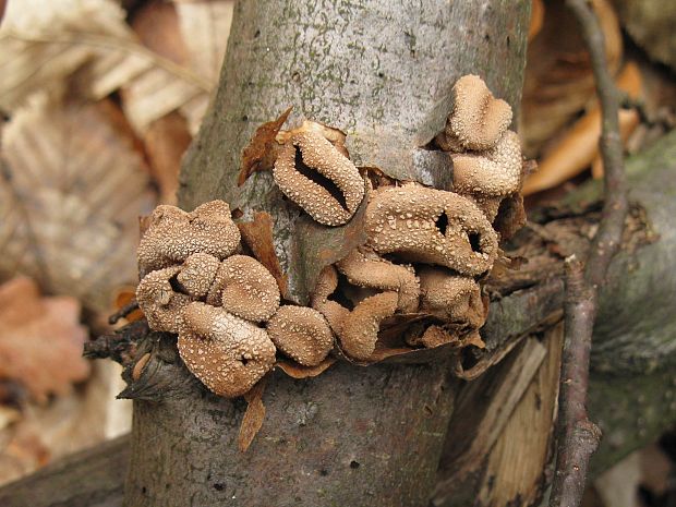 dutinovka otrubnatá Encoelia furfuracea (Roth) P. Karst.