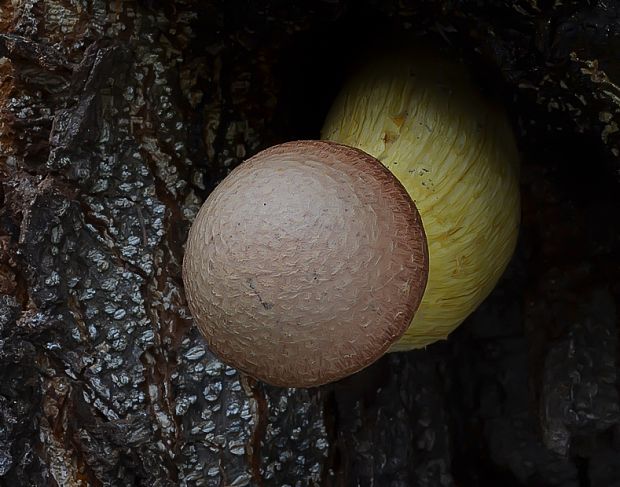 šupinovec nádherný Gymnopilus junonius (Fr.) P.D. Orton