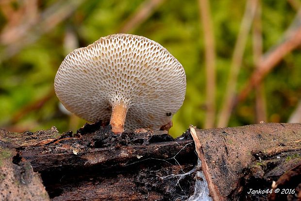 trúdnik zimný Lentinus brumalis (Pers.) Zmitr.