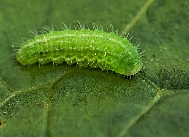 ohniváčikovité Lycaenidae sp. húsenica