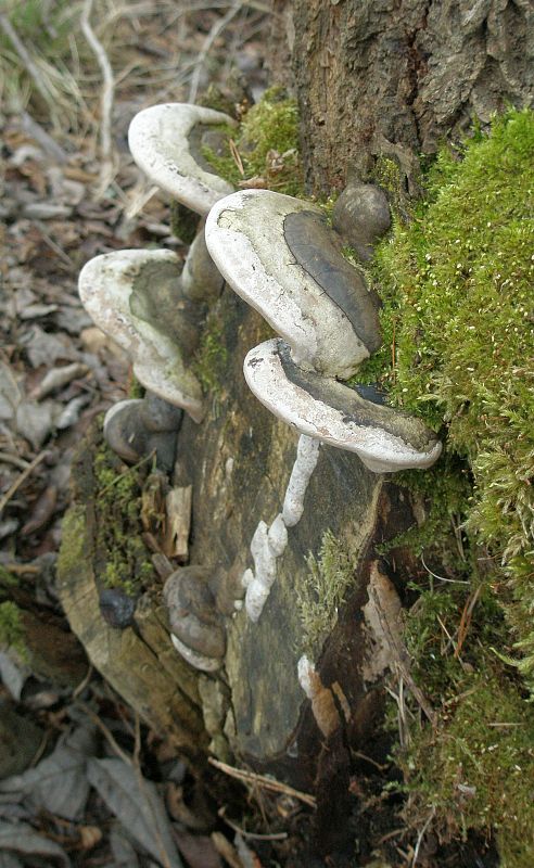 ohňovec obyčajný Phellinus igniarius (L.) Quél.