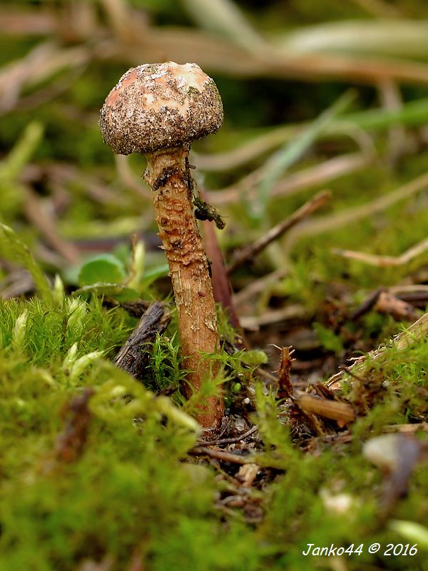 stopkovec zimný Tulostoma brumale Pers.