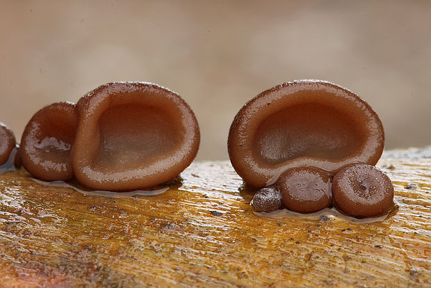 uchovec bazový Auricularia auricula-judae (Bull.) Quél.