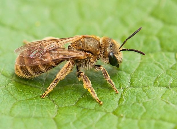 včielka Halictus subauratus