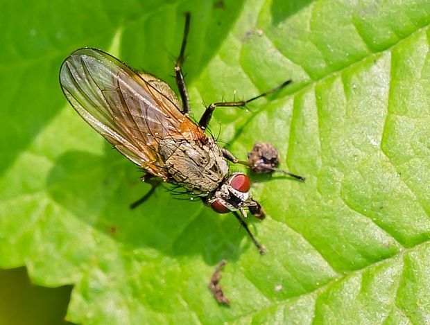 kvetárka Hydrophoria lancifer ♀