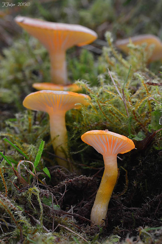 šťavnačka mrazová zlatá Hygrophorus hypothejus var. aureus (Arrh.) Imler