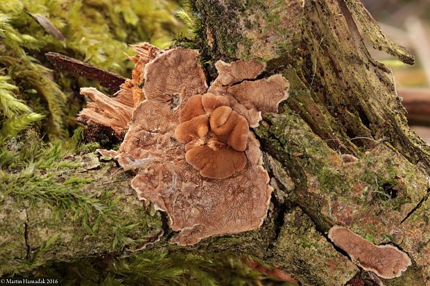 mäsovka lišajníková Hypocreopsis lichenoides (Tode) Seaver