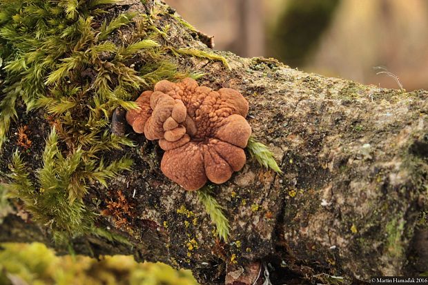 mäsovka lišajníková Hypocreopsis lichenoides (Tode) Seaver