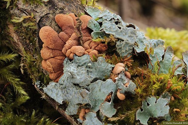 mäsovka lišajníková Hypocreopsis lichenoides (Tode) Seaver