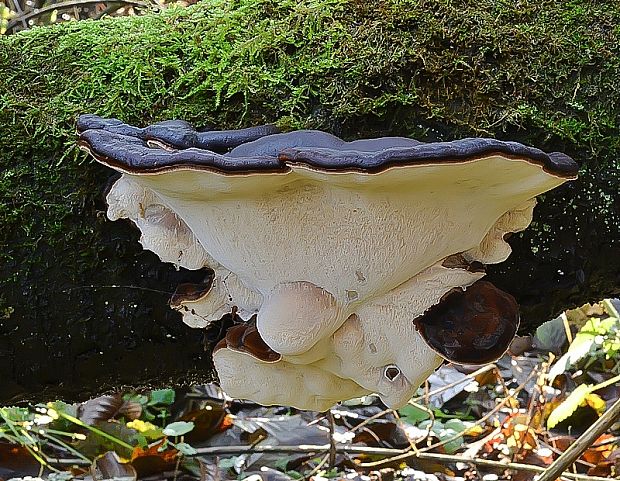 láziochlena obyčajná Ischnoderma benzoinum (Wahlenb.) P. Karst.