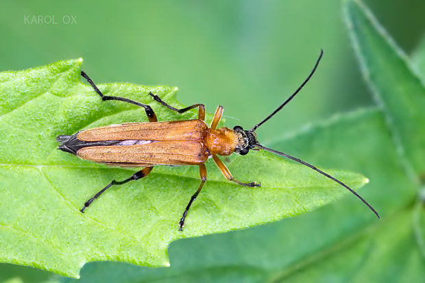 stehnáč Oedemera podagrariae ♀