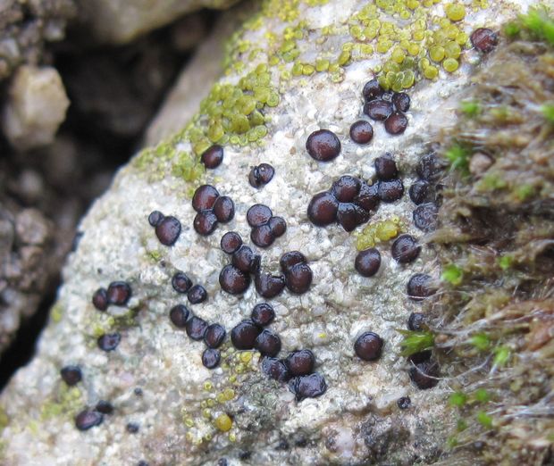 bacuľka obyčajná Sarcogyne regularis Körb.