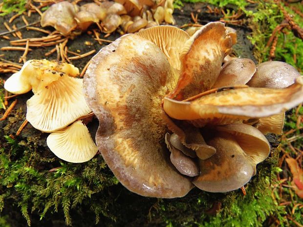 pňovka neskorá Sarcomyxa serotina (Pers.) P. Karst.