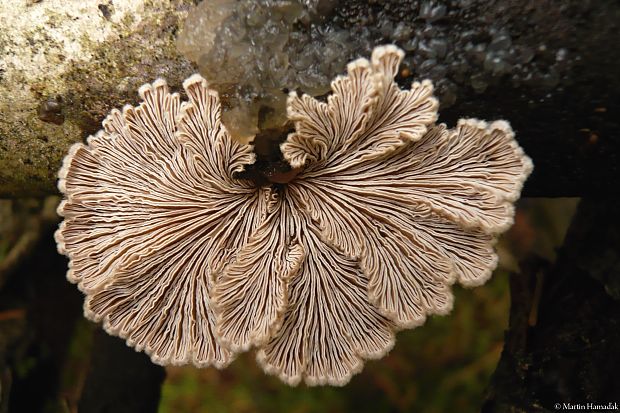 klanolupeňovka obyčajná Schizophyllum commune Fr.