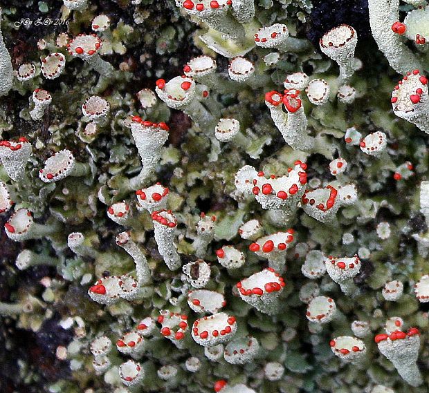 dutohlávka červcová Cladonia coccifera (L.) Willd.