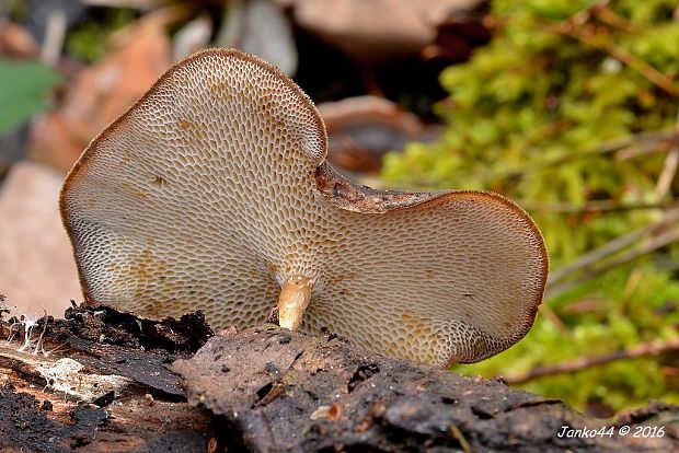 trúdnik zimný Lentinus brumalis (Pers.) Zmitr.