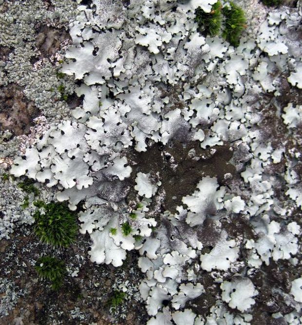 diskovka lipová Parmelina tiliacea (Hoffm.) Ach.