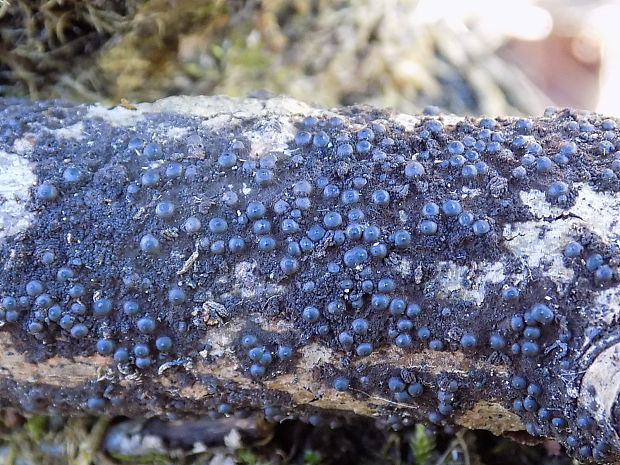 rozelínia Rosellinia sp.