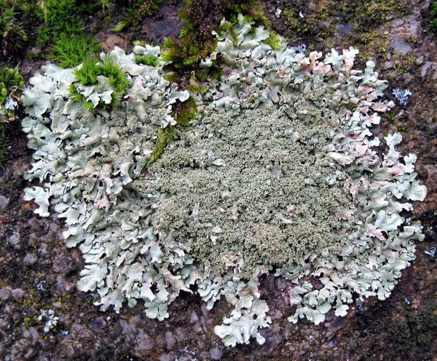 diskovka žltastá Xanthoparmelia conspersa (Ehrh. ex Ach.) Hale