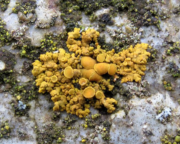 diskovník oranžový Xanthoria elegans (Link) Th. Fr.