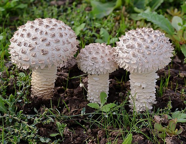 muchotrávka Vittadiniho Amanita vittadinii (Moretti) Vittad.