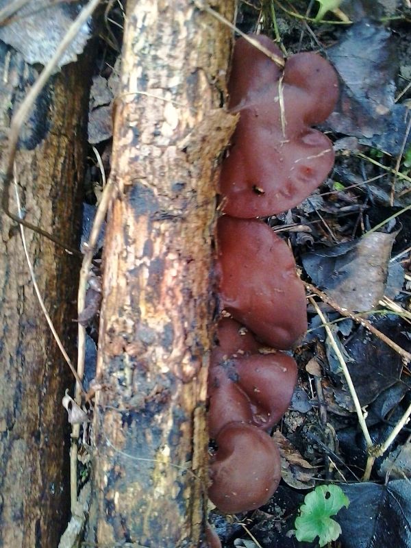 uchovec bazový Auricularia auricula-judae (Bull.) Quél.