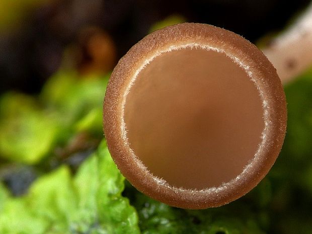 jahňadka liesková Ciboria coryli (Schellenb.) N.F. Buchw.