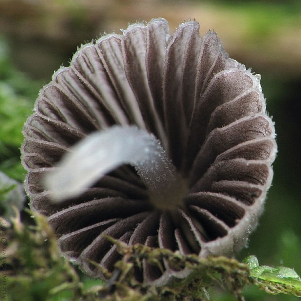 hnojník rozsiaty Coprinellus disseminatus (Pers.) J.E. Lange