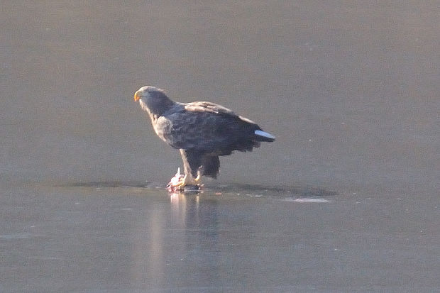 orliak morský Haliaeetus albicilla