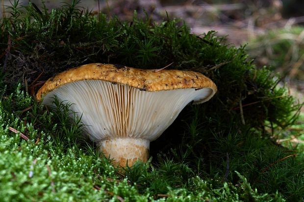 rýdzik jamkatý Lactarius intermedius (Krombh.) Berk. & Broome