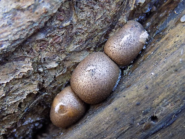 vlčinka Lycogala sp.