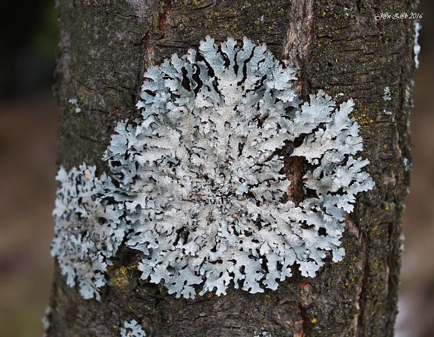 diskovka ryhovaná Parmelia sulcata Taylor