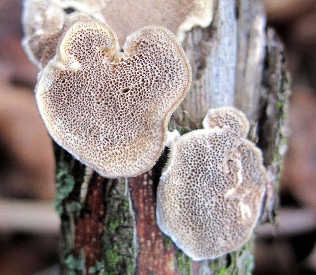 trúdnikovec chlpatý Trametes hirsuta (Wulfen) Lloyd