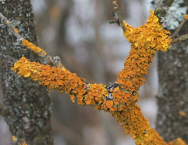 diskovník múrový Xanthoria parietina var. parietina