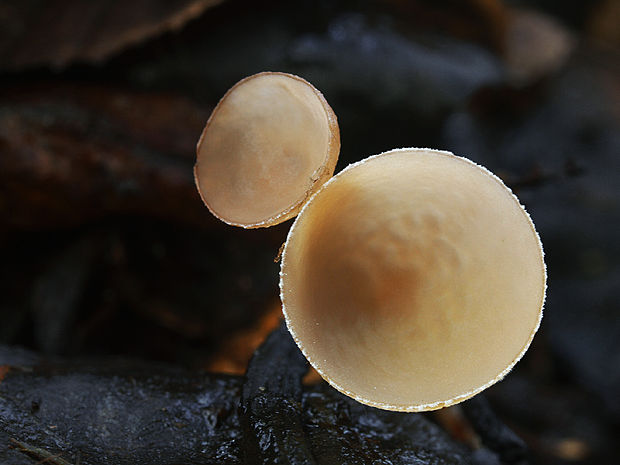 jahňadka obyčajná Ciboria amentacea (Balb.) Fuckel