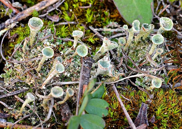 dutohlávka pohárikovitá Cladonia pyxidata (L.) Hoffm.