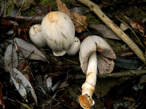 hnojník Coprinus sp.