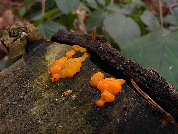 slzovec Dacrymyces sp.