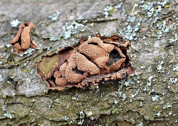 dutinovka otrubnatá Encoelia furfuracea (Roth) P. Karst.