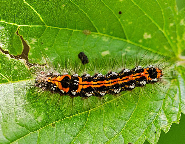 mníška pižmová Euproctis similis