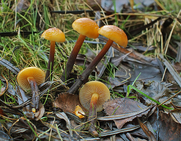 plamienka zimná dlhospóra Flammulina elastica (Lasch) Redhead & R.H. Petersen