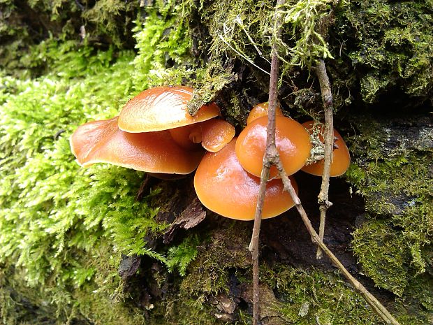 plamienka Flammulina sp.